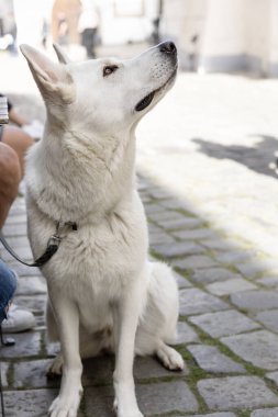 Beyaz çobanın portresi şehir kafesinde dinleniyor.