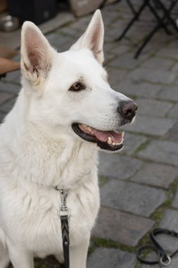 Sokaktaki İki Yaşındaki Beyaz Çoban 'ın Portresi