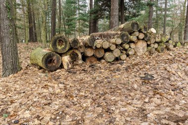 Bölgeyi ısıtmak için ormanda yakacak odun yığını biriktiriyorum. Odun hazırlama ve saklama kavramı