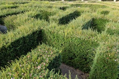 Geometrik şekilli yeşil bitki labirentinin genel görünümüne odaklanın
