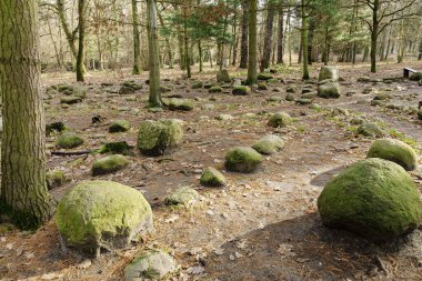 Ağaçlar arasında taş labirent yapımında kullanılan ormandaki taşlara dikkatle odaklanın.
