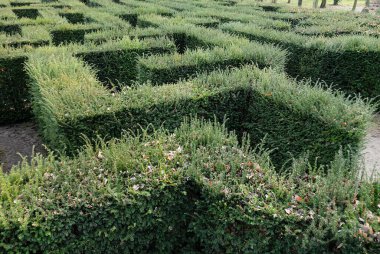 Geometrik şekilli yeşil bitki labirentinin genel görünümüne odaklanın