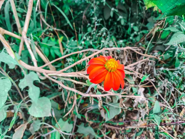 Tarım Arazisinde Açan Güzel Kırmızı Ayçiçeğinin Arka Planda Yeşil Yaprakların — Stok fotoğraf