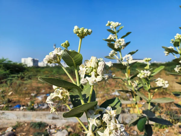 Stock photo of white color giant calotrope plant also known as calotropis gigantea, crown flower. It has been traditionally used for stomach ulcers, diarrhea, constipation, jaundice. selective focus.