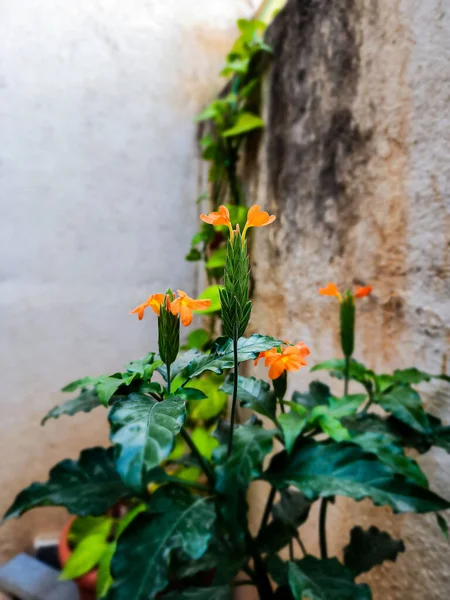 Stock Fotografie Beautiful Orange Color Crossandra Flower Green Leaves Blooming — Stock fotografie