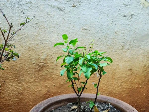 聖なるバジル工場 インドのカルナータカ州グルバルガの家庭菜園で育つインド原産の聖チュルシ植物やオクム テンフロラム植物とも呼ばれています — ストック写真