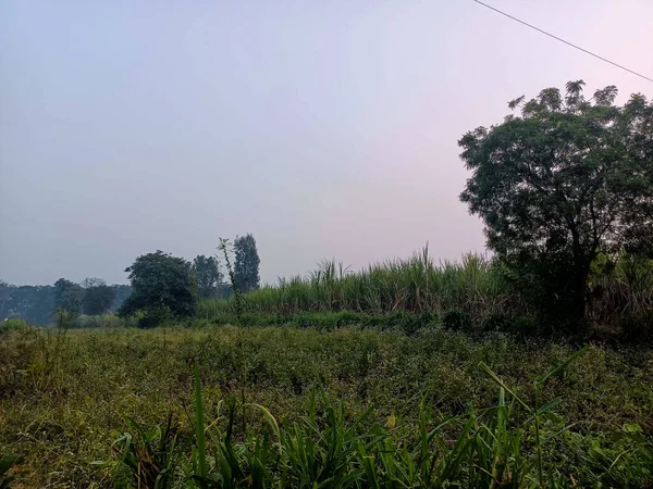 环绕着绿树和乌云的美丽甘蔗园的侧景 印度马哈拉施特拉邦Kolhapur村季风季节拍摄的照片 — 图库照片