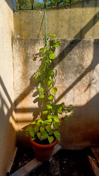 Stock Photo Showcases Money Plant Also Known Devil Ivy Blooming — Stock Photo, Image