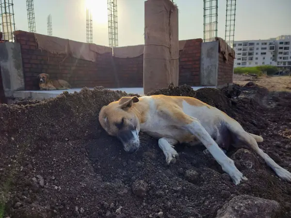 Güneşli bir öğleden sonra, bir inşaat alanındaki siyah kumda uyuyan bir sokak köpeğinin stok fotoğrafı. Arka plandaki binalar. Fotoğraf Gulbarga, Karnataka, Hindistan 'da çekildi..