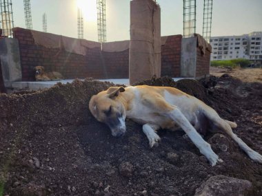 Güneşli bir öğleden sonra, bir inşaat alanındaki siyah kumda uyuyan bir sokak köpeğinin stok fotoğrafı. Arka plandaki binalar. Fotoğraf Gulbarga, Karnataka, Hindistan 'da çekildi..