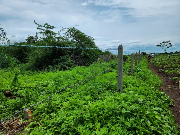 stock image In the midst of a vibrant monsoon season, lush farmland stretches out in the background. People walk along a muddy path leading towards a roadway, Sharp, sturdy fencing encircles the farmland.