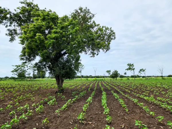 Dramatik, bulutlu bir gökyüzünün altında pitoresk bir tarım arazisi açılır. Sahnenin ortasında görkemli bir mango ağacı duruyor, yemyeşil örtüsü bulutlu arka planda çarpıcı bir kontrastı var..