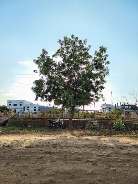 Gulbarga, Hindistan 30 Ağustos 2023. Temiz mavi gökyüzünün altında, yapraklarının arasından güneş ışığı parlayan tek bir yeşil ağaç uzanıyor. Çitin yanındaki ağacın yanında bir motosiklet var.