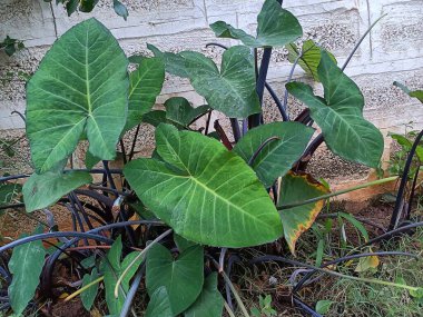 Kolocasia bitkisinin geniş, kalp şeklinde yeşil yaprakları alçılı bir duvarın yanındaki bahçede yetişiyor, nemli topraktan çıkan mor-siyah sapları ve küçük yabani otlarla çevrili..