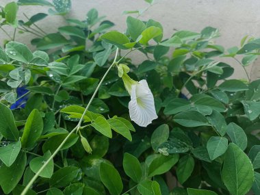 Kelebek bezelye çiçeği (Klitoria ternatea) yemyeşil sarmaşıklar ve su damlacıklarıyla benekli yaprakların arasında asılı durur. Taze, doğal ve canlı bir botanik.