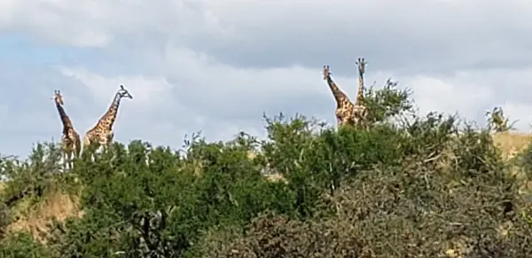 Giraffes observing those in a vehicle cage.
