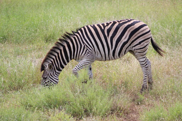 Zebra in Kruger National Park, South Africa