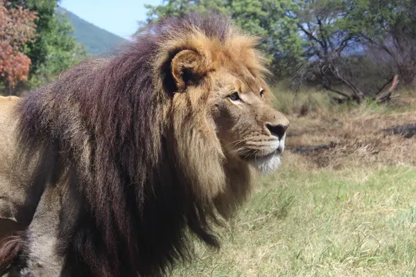 Lion, King of the Jungle in Africa