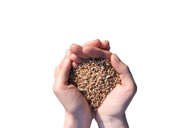 Avuç dolusu buğday, beyaz arka planda izole edilmiş. Hasat, ekme şirketi ya da tarım kavramı.