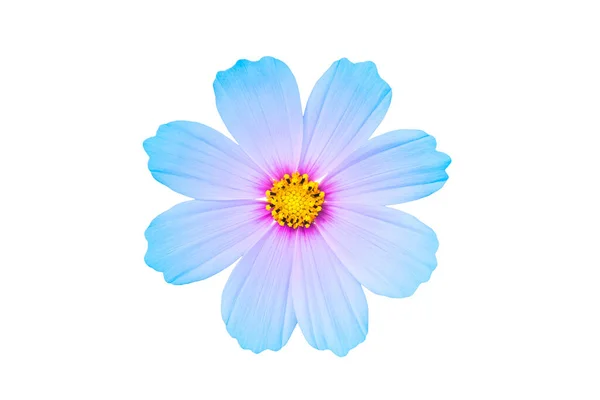 Blu Cosmos Bipinnatus Fiore Isolato Sfondo Bianco Pianta Giardino Ornamentale — Foto Stock