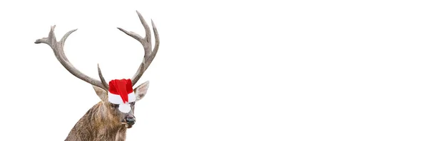 Ritratto Ravvicinato Cervo Rosso Divertente Con Enormi Corna Natale Cappello — Foto Stock