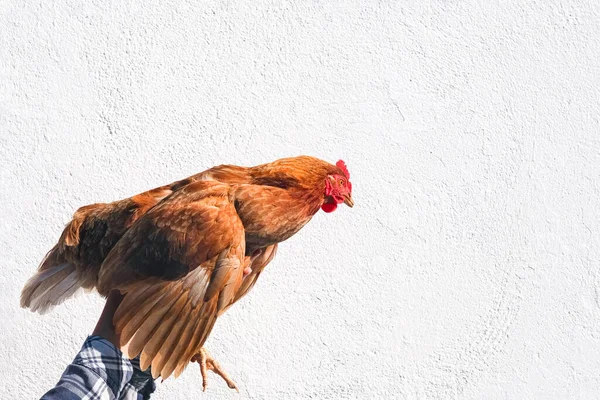 Arka Planda Izole Edilmiş Bir Çiftçinin Elindeki Tavuk Çiftlikte Elinde — Stok fotoğraf