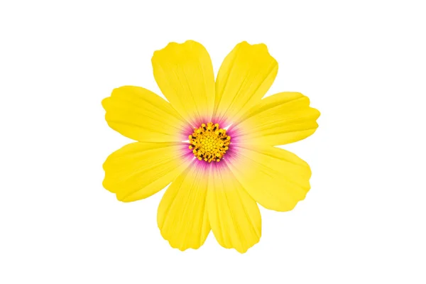 Žlutý Kosmos Bipinnatus Květ Izolované Bílém Pozadí Okrasné Zahradní Rostlina — Stock fotografie