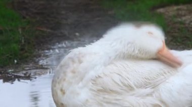 Komik beyaz bir ördek tüylerini küçük bir göletin yanında temizler, 4K çözünürlüklü video. Çiftlik kuşları