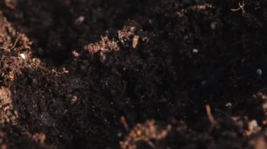 Ellerin yakın görüntüsü toprağa bir lale soğanı diker. Bahçe ve ekimin 4K çözünürlük videosu.