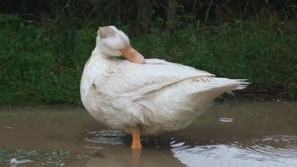 Divertido Pato Blanco Limpia Sus Plumas Cerca Pequeño Estanque Cámara — Vídeos de Stock