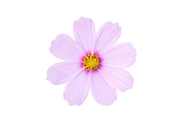 Růžový Kosmos Bipinnatus Květ Izolované Bílém Pozadí Okrasné Zahradní Rostlina — Stock fotografie