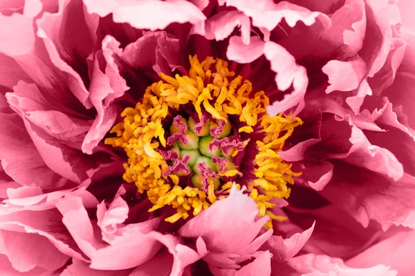 Aproape Sau Macro Flori Frumoase Bujor Roz Sau Magenta Floare — Fotografie, imagine de stoc