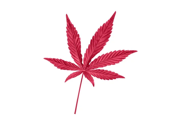 Magenta Eller Rosa Tonad Hampa Eller Cannabisblad Isolerad Vit Bakgrund — Stockfoto