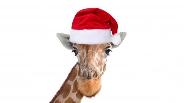 Beyaz Arka Planda Izole Edilmiş Noel Baba Şapkalı Komik Hayvanların — Stok video