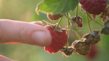 Bahçede ahududu topluyorum. Çiftçi elin yaz bahçesinde ahududu toplarken yaklaş. Yavaş çekim tam HD video