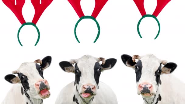 Video Slide Show Animace Tří Vánočních Zábavné Krávy Izolované Bílém — Stock video