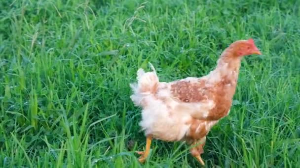 在花园里的长草中散步的有趣的褐色或红色的小鸡 农场鸡慢动作全息Hd视频肖像 — 图库视频影像