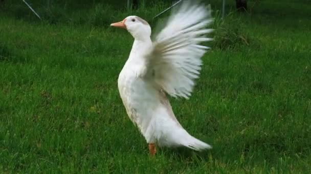 非常に面白い白い国内のアヒルが伸び その翼を強く羽ばたき 緑の芝生の上で 農場で離陸します フルHdスローモーションビデオ — ストック動画