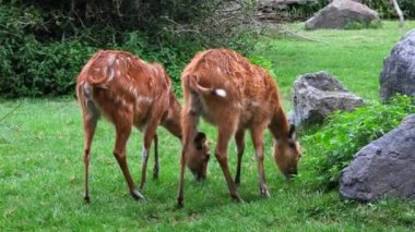 İki Batı Afrikalı sitatunga hayvanat bahçesindeki yeşil bir çayırda otluyor. Sitatunga açık havada. 4K çözünürlüklü hayvanat bahçesi.
