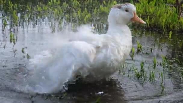非常有趣的是 家鸭在一个小池塘边清理羽毛 洗净和泼水 4K分辨率视频 农场鸟类 — 图库视频影像