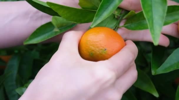 Ripe Tangerine Citrus Fruit Hanging Tree Person Picking Beautiful Healthy — Video Stock
