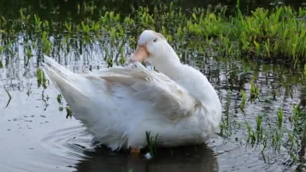 Pato Doméstico Blanco Muy Divertido Limpia Sus Plumas Cerca Pequeño — Vídeos de Stock