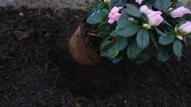 Close up view on gardeners hands planting pink azalea in her garden. Video of small Azalea or Rhododendron