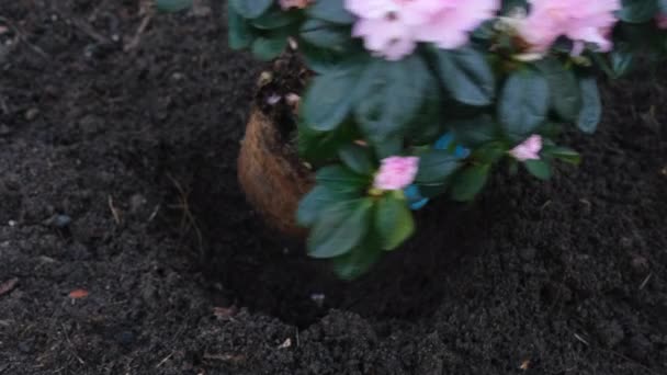 Close View Gardeners Hands Planting Pink Azalea Her Garden Video — Vídeo de Stock