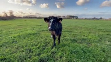 Video portrait of black cow grazing the green field. Farmland with funny cow muzzle. 4K resolution farm animal video.