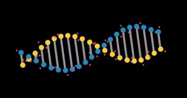 Animation of abstract DNA fragment with seamless loop on black background. Conceptual design of genetic information for science animation. Rotating DNA. 4K resolution.