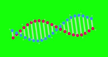 Animation of abstract DNA fragment with seamless loop on green background. Conceptual design of genetic information for science animation. Rotating DNA. 4K resolution.