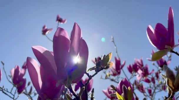 Magnolia Branches Background Blue Sky Sun Glare Resolution Nature Banner — Wideo stockowe