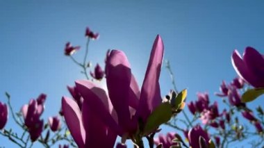 Magnolia branches on the background of the blue sky and sun glare. 4K resolution nature banner of pink magnolia flowers close up