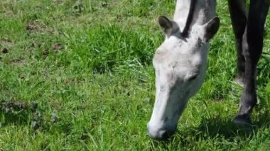 Yeşil çimlerle otlayan atın yakın görüntüsü. Çiftlik hayvanları. At ile 4K çözünürlük videosu.